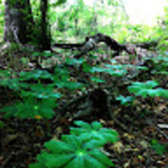 Meet your Posher, Amy - Picture 1 of 1